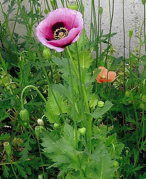 京都府内で発見されたセティゲルム種のけし （薄紫色の花）