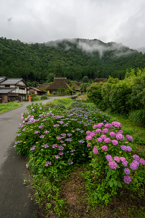 かやぶきの里とあじさい（南丹市）