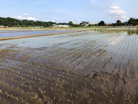 東京農業大学 厚木中央農場棚沢水田における、低糖質米開発区域 一角