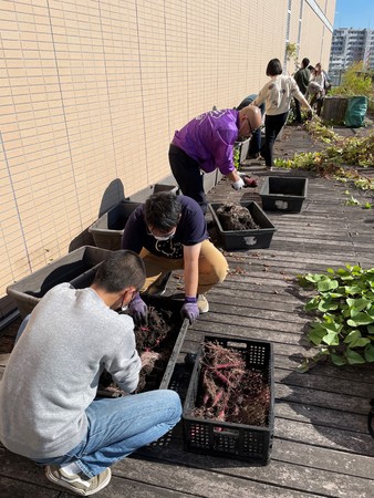 学生と教職員、協働での収穫の様子（本学7号館3階にて）