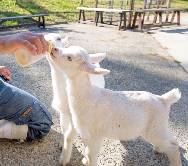 どんぐり村で動物たちと