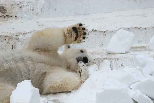 雪をプレゼントされてはしゃぐイッちゃん（２０１９年２月撮影　写真提供　天王寺動物園）