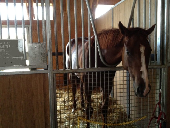 馬有機堆肥の元となる競走馬（滋賀県内）