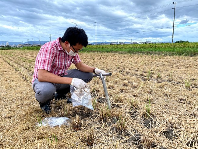 田渕農場の水田（滋賀県草津市）