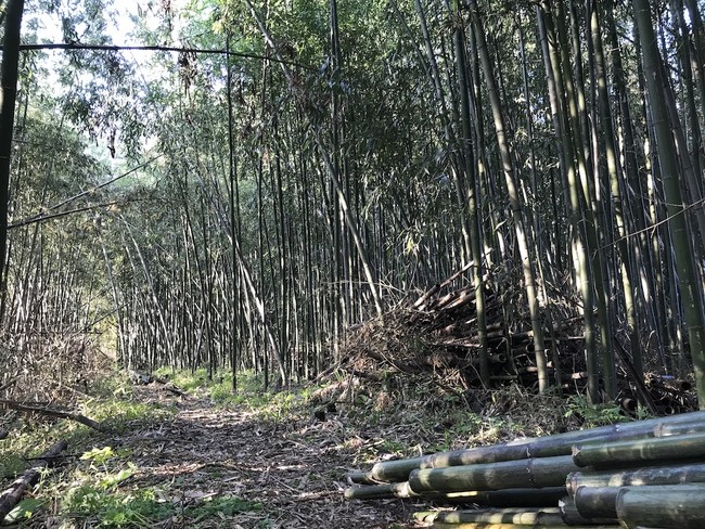 竹林整備後の様子