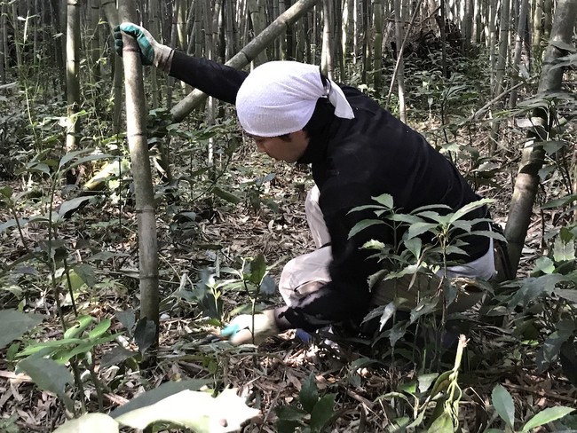 次世代の伐り子が竹林を整備する様子