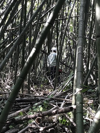 竹林整備前の様子