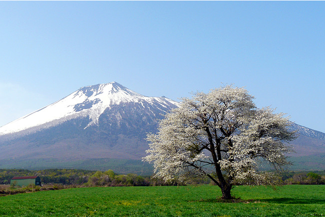 上坊一本桜と岩手山