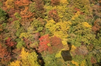 紅葉の絨毯を空中散歩