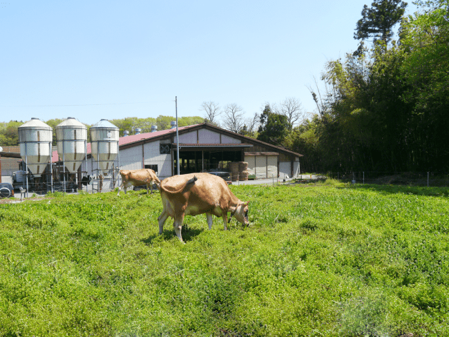 那須高原の大自然で飼育されるジャージー種