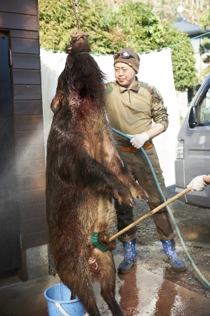 奥多摩町で捕獲した115キロのイノシシを解体するハンター