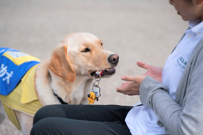 介助犬の作業：落としたものをひろう