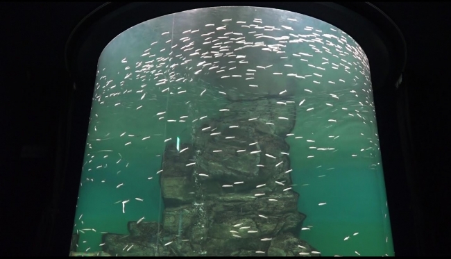 琵琶湖のコアユ