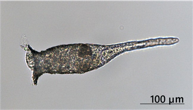 ビワコツボカムリ （撮影：琵琶湖環境科学研究 センター、一瀬諭）