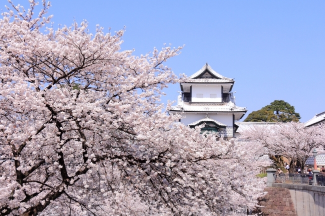 春の金沢城