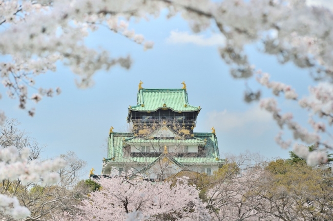 桜満開の大阪城