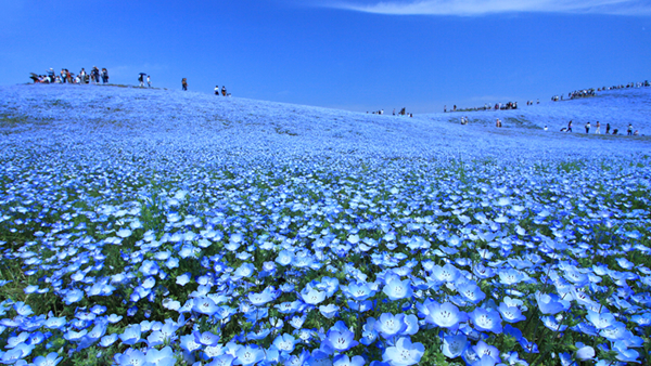 茨城県（国営ひたち海浜公園）