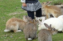 【休暇村　大久野島】うさぎ