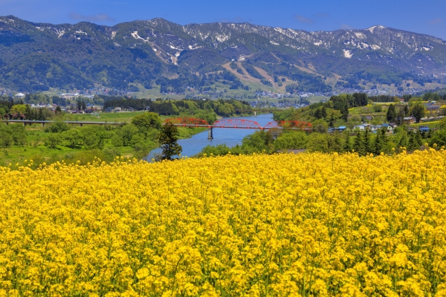 【5月】飯山 菜の花公園