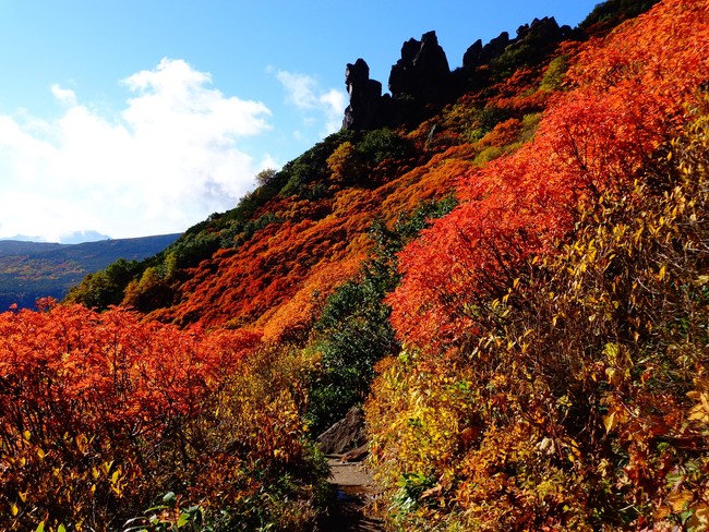 黒岳の紅葉