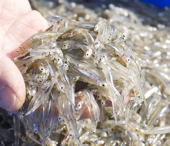 獲れたての氷魚（ヒウオ）