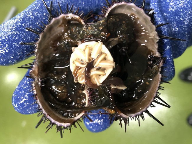 痩せており可食部が無い畜養前の気仙沼産磯焼けウニ