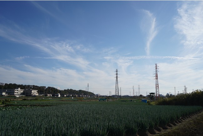 ねぎ畑が広がる矢切地区