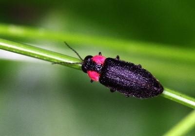 市の昆虫「ヘイケボタル」