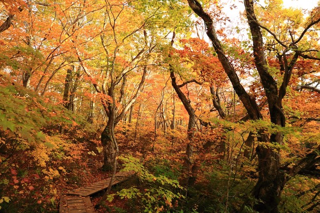 中島台の紅葉