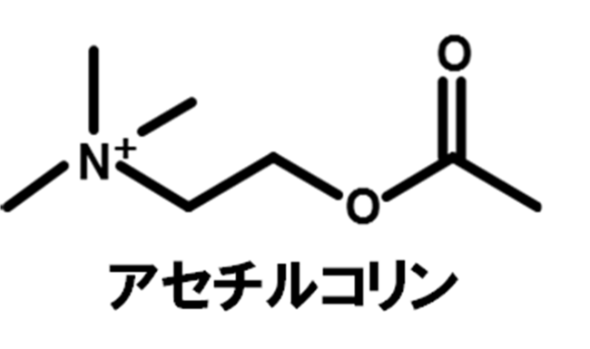 図1．新規食品機能性成分コリンエステル（アセチルコリン）