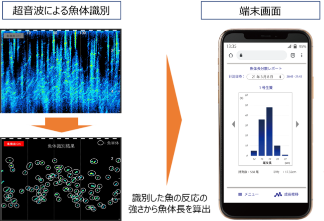 魚体長測定イメージ（MagicMonitor画面）