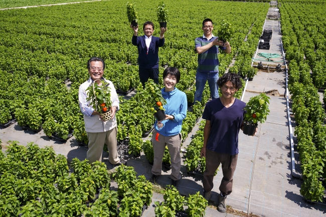 茨城県の三和園芸 ほおずき畑で生産者の皆さん