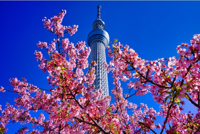 スカイツリーと桜