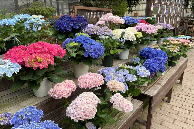 富士花鳥園　園内花売店