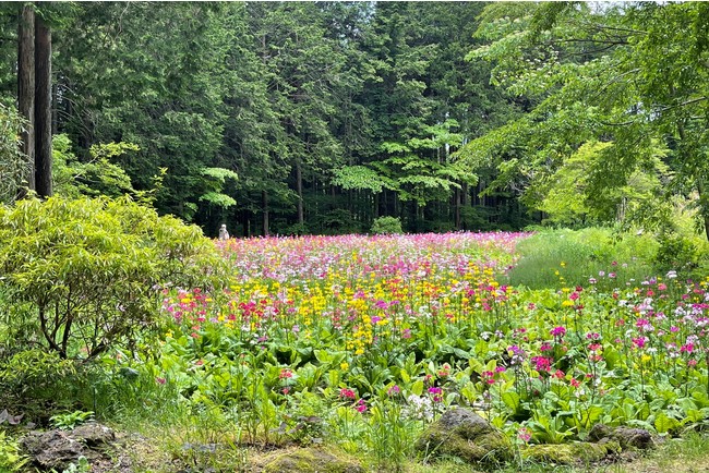 富士花鳥園の九輪草畑　2021年6月1日撮影