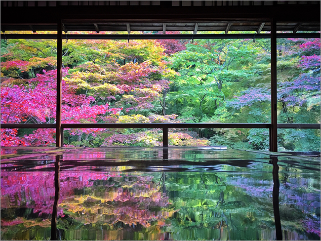 豪華絢爛な紅葉をまるで額縁に収めたような1枚。