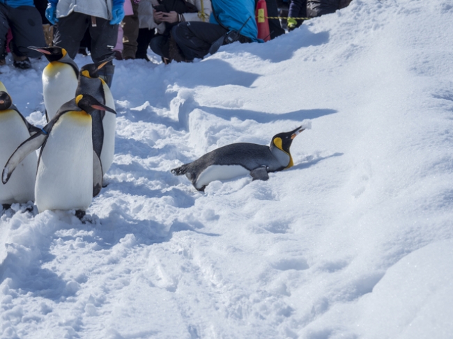 今年すでに初雪の観測された旭川。旭山動物園の冬の人気イベント、ペンギンの散歩も楽しみ♪