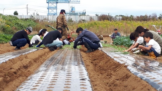 玉ねぎ 苗の定植