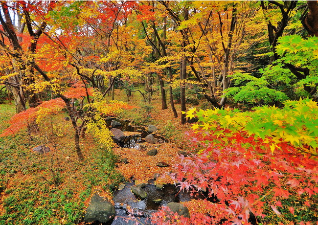 北の丸公園　東京大回廊写真コンテスト入賞作品 「北の丸公園紅葉」増田ヒロ子