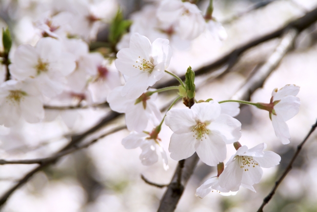 春の御殿山庭園に咲く桜