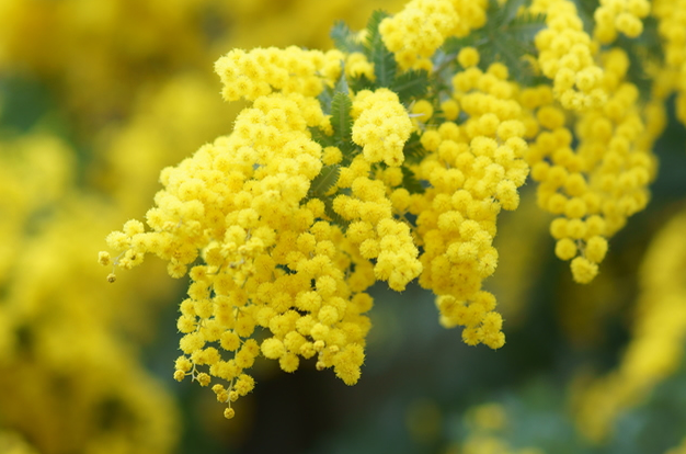 イタリアの「FESTA DELLA DONNA」の象徴　ミモザの花