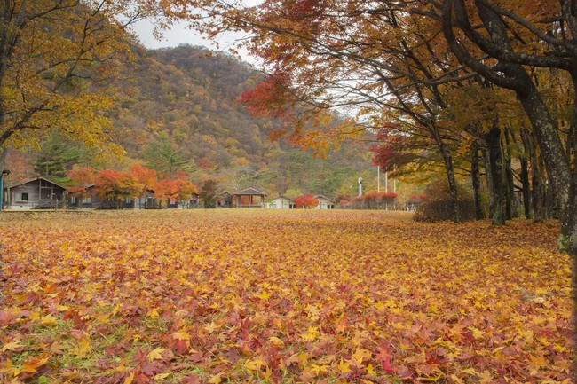 昨年（2019年）11月上旬の景色　かじか荘に隣接する「銀山平キャンプ場」の景色