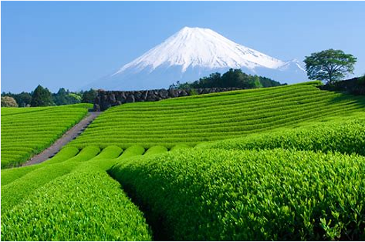 静岡の茶畑