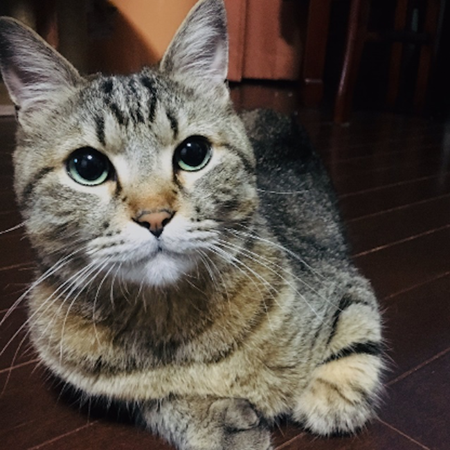 夜な夜な箴言をつぶやく寅次郎氏