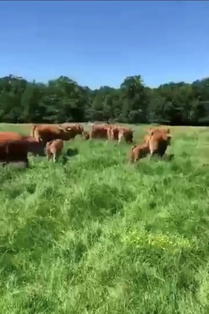 グラスフェッドビーフ飼育の様子（フランス仕入れ先の牧場より）