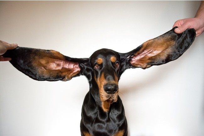 最も長い存命中の犬の耳