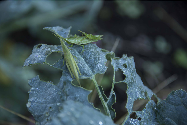 薬剤を使わない植栽管理をすることで小さな虫たちと共存しています