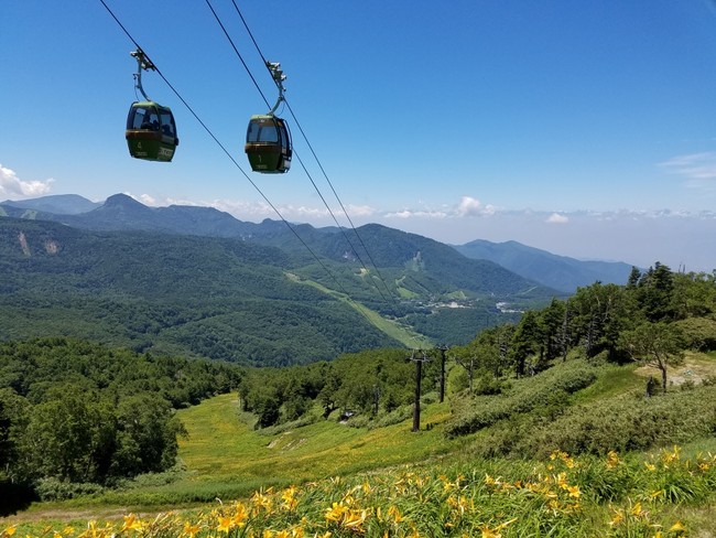 高山植物が咲き誇る高山植物園