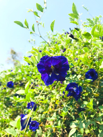 バタフライピーの花は手摘みで収穫されます。農薬・化学肥料不使用（栽培期間中）