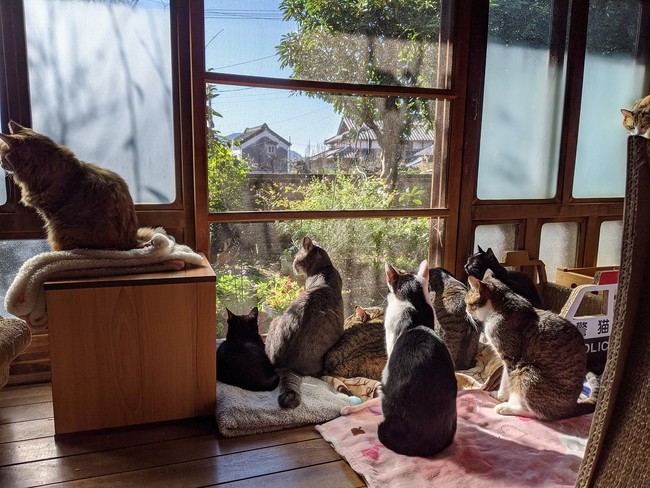 猫たちのお部屋は南向きでポカポカ。天気が良い日は日向ぼっこします。